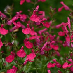 Mirage™ Hot Pink Salvia, Autumn Sage, Salvia greggii 'Balmirhopi'